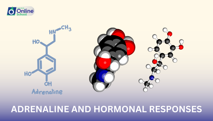 Lesson 18: Adrenaline and Hormonal Responses